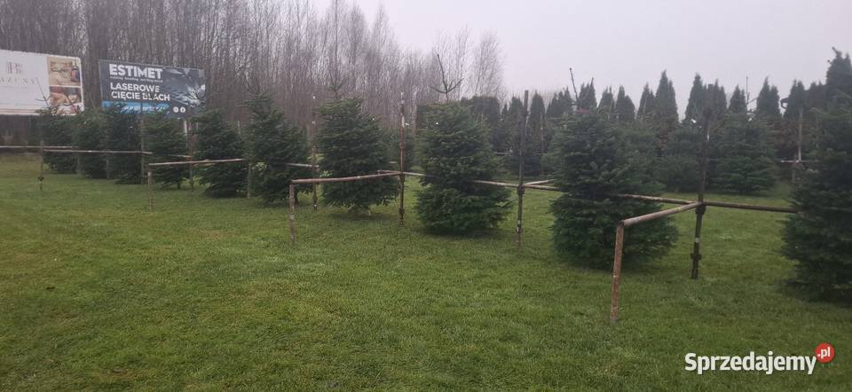 Jodla kaukaska choinki świerk doniczka Kościerska Huta