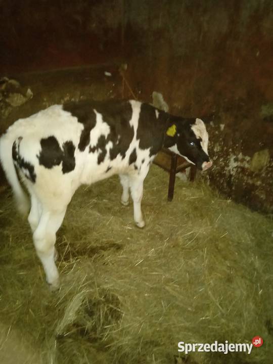 Byczek NCB lubelskie Chutcze