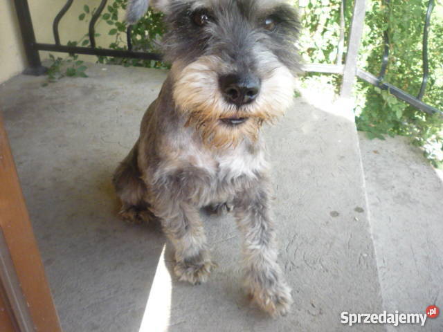 Sznaucer Miniaturkakrycie Psy Sochaczew sprzedam