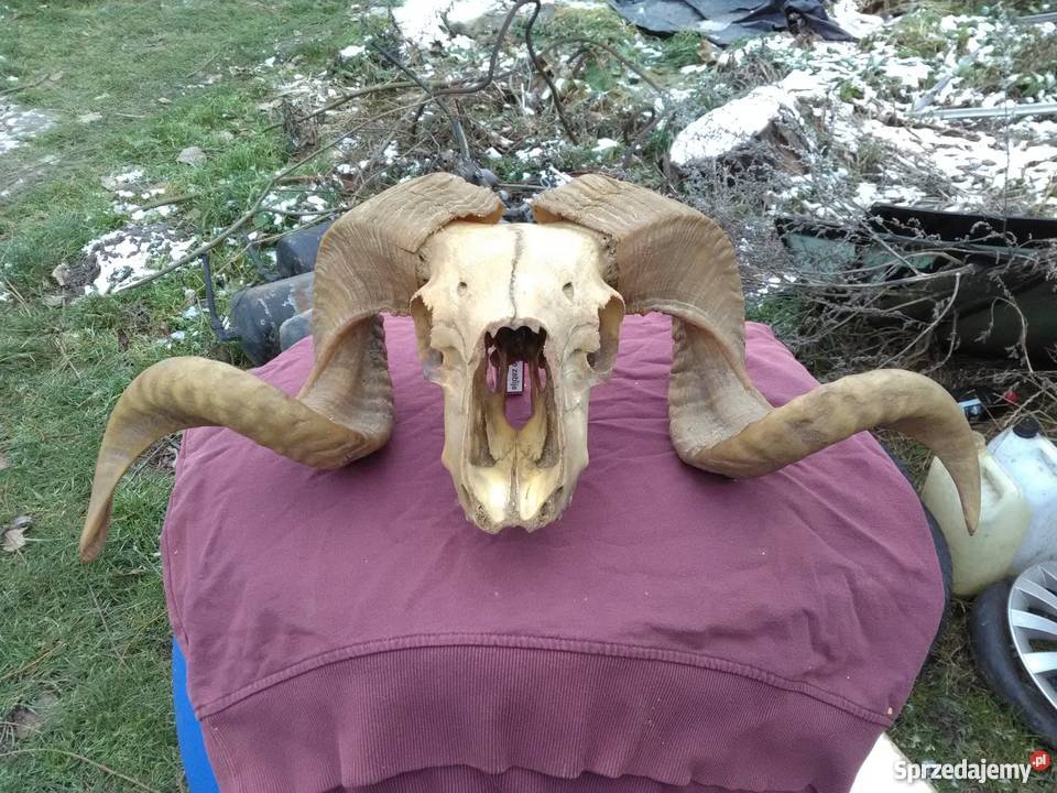 rogi baranajeleń kozioł Niedźwiada