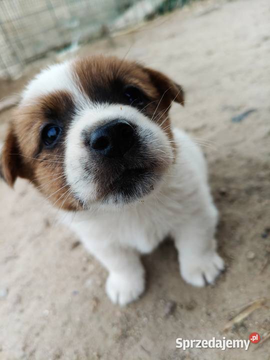 Jack Russell Terrier Kłodawa sprzedam