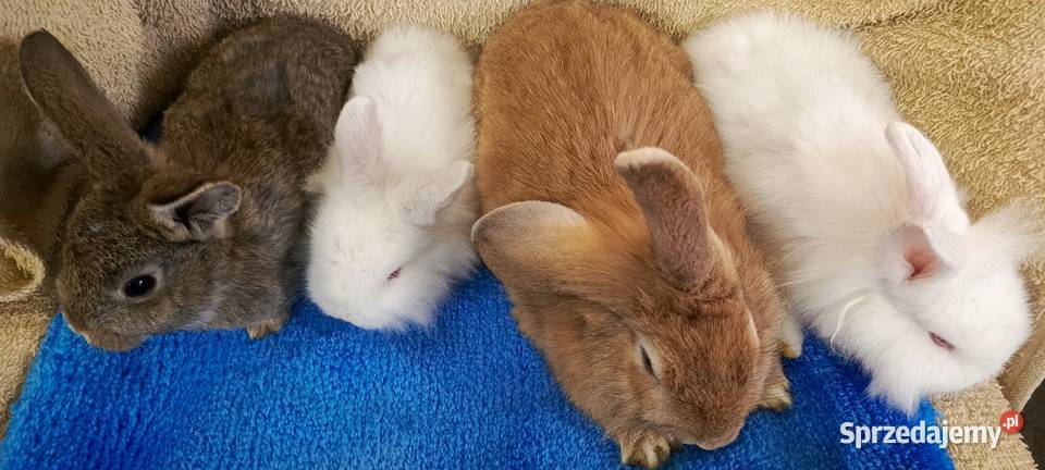 Królik miniaturka baranek i inne Jastrzębie-Zdrój