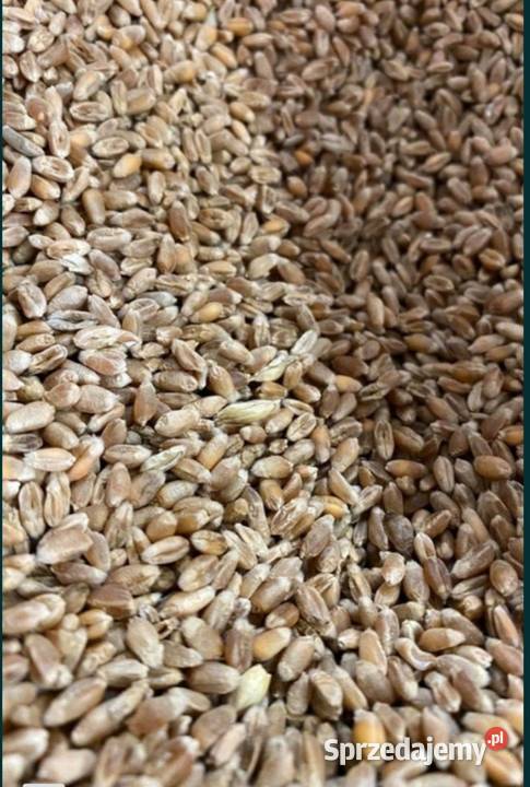 Pszenica paszowa wielkopolskie Golęczewo