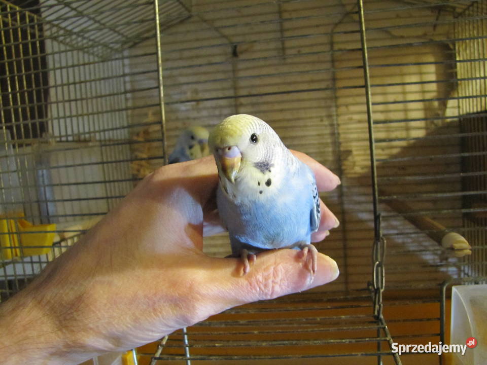 Papużki faliste kujawsko-pomorskie