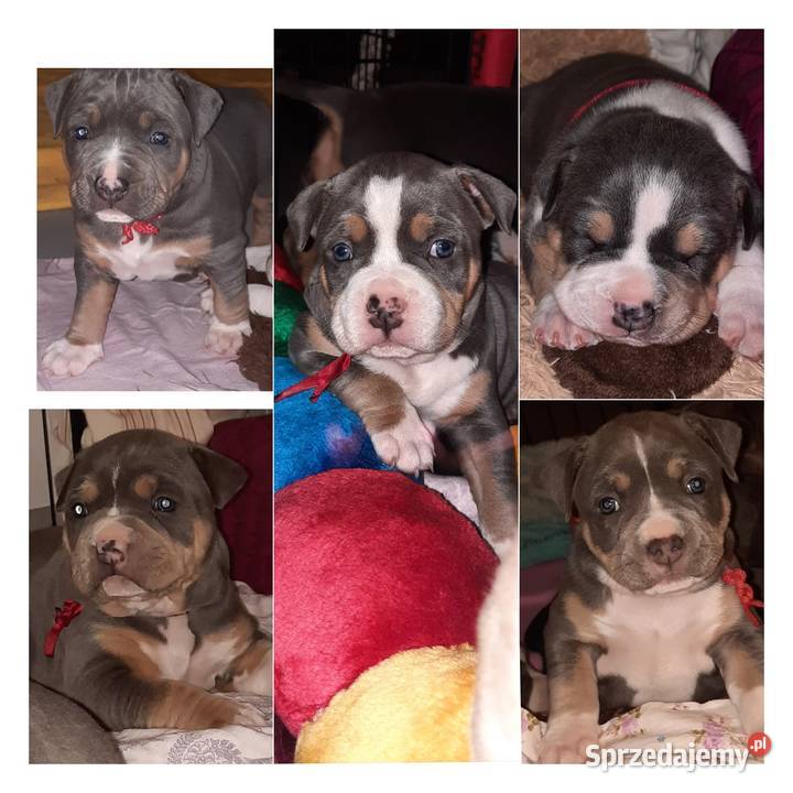 Amstafy TRICOLOR DO REZERWACJI Dęblin