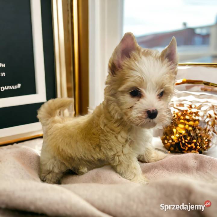 Golddust Yorkshire Terrier Dobczyce
