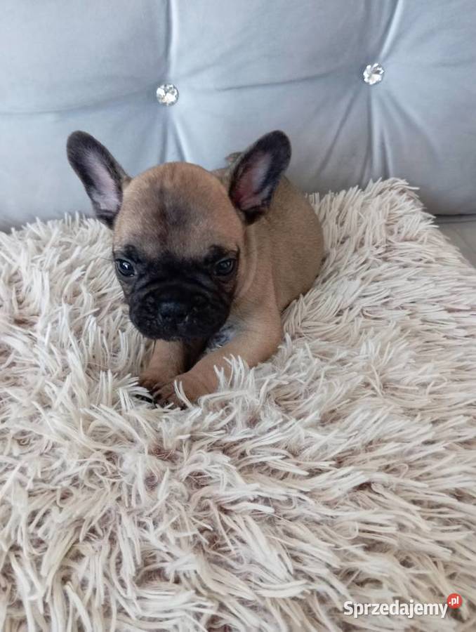 Sprzedam buldoga francuskiego