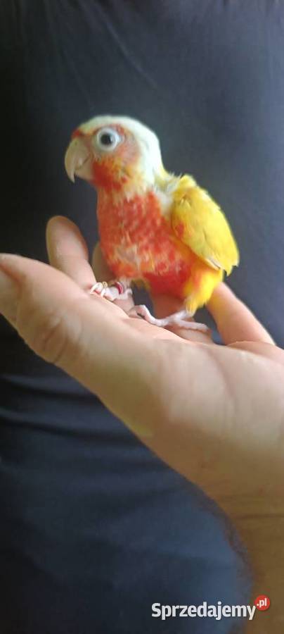 Rudosterki ręcznie karmione sanczeki Ptaki sprzedam