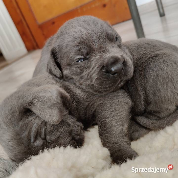 Cane Corso Italiano Grojec sprzedam