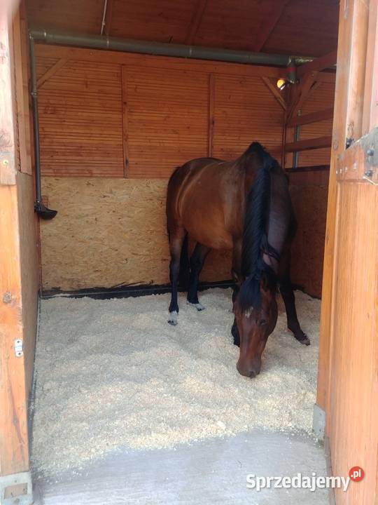 Ściółka koni zwierząt wióry odpylone paleta Białystok