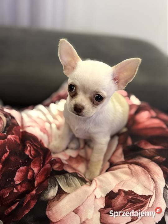 Dziewczynka krótkowłosa Chihuahua Lenka Piotrków Trybunalski