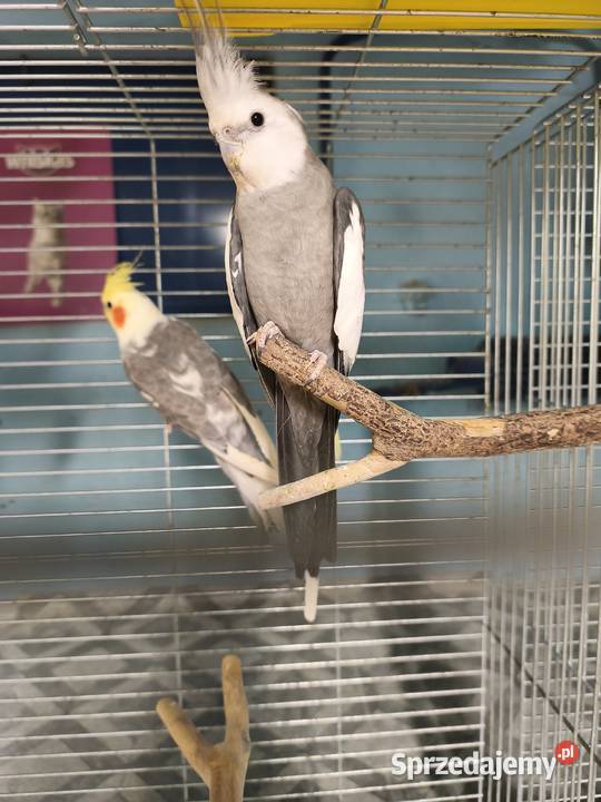 Nimfy Lutino białogłowe standardy itp Poznań