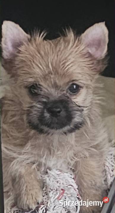 Yoreczka śliczna dziewczynka złota Częstochowa