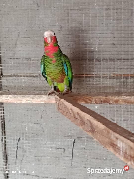 Samczyk amazonki kubański