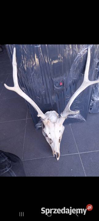 Rogi rózki poroże małopolskie Nowy Sącz