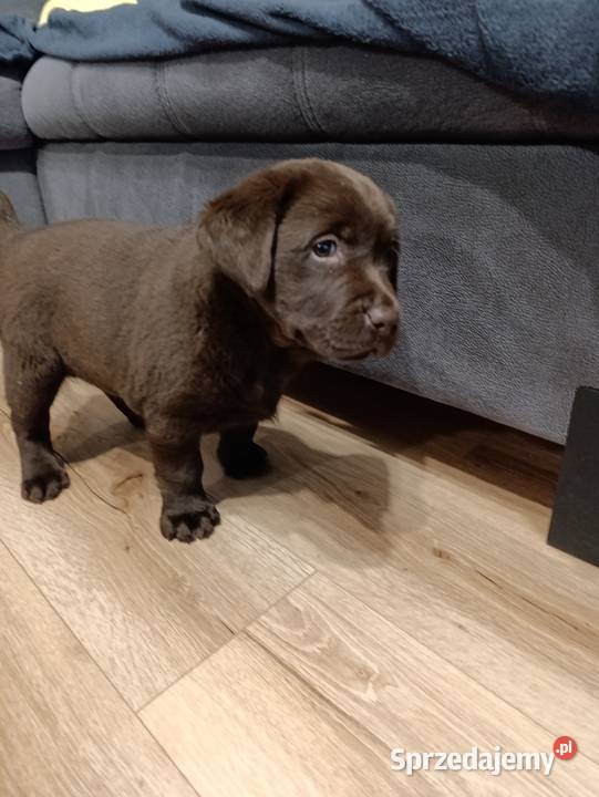 Pieski Labradora Retriever czekoladowego Tarnów