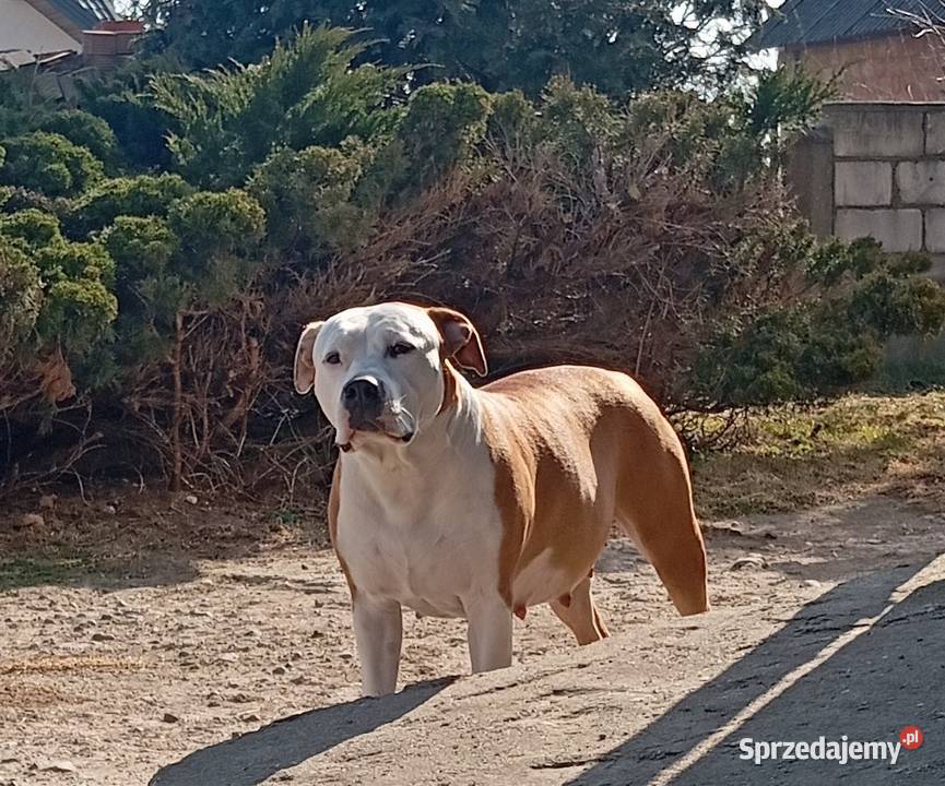 American Staffordshire Terrier