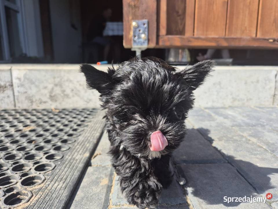 York terrier Black piesek Kazimierz Dolny