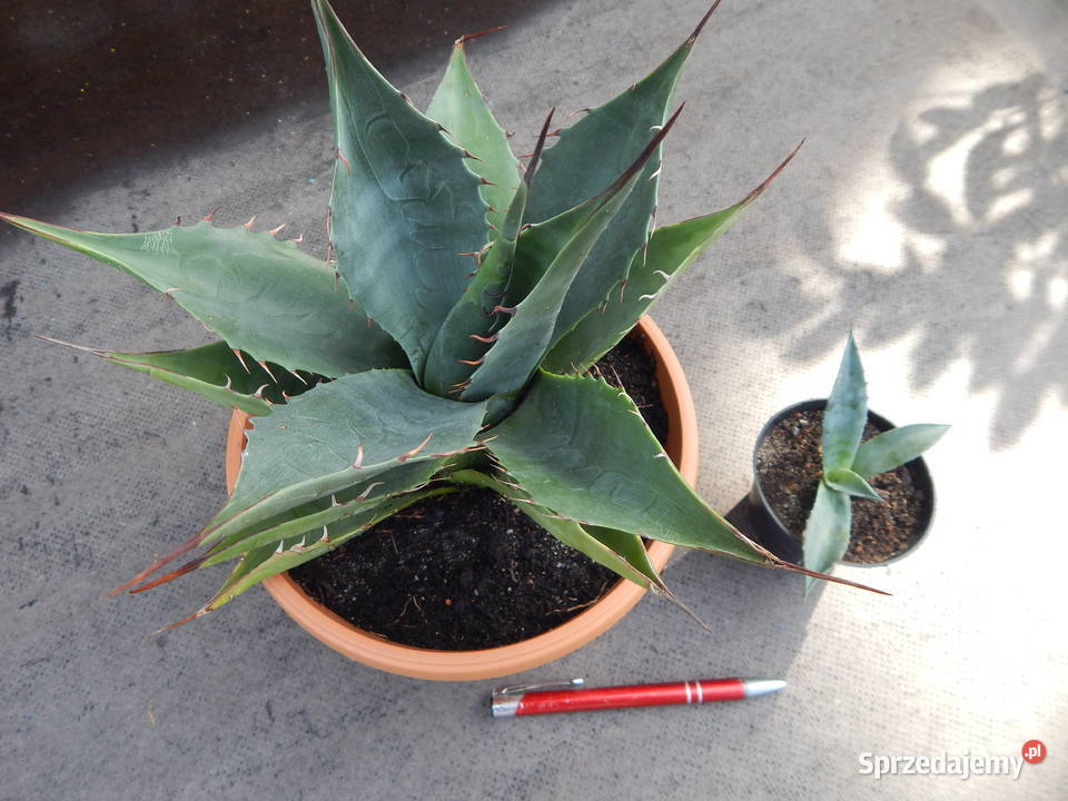 Mrozoodporna agawa do 12 C Agave parrasana Meat Kraków