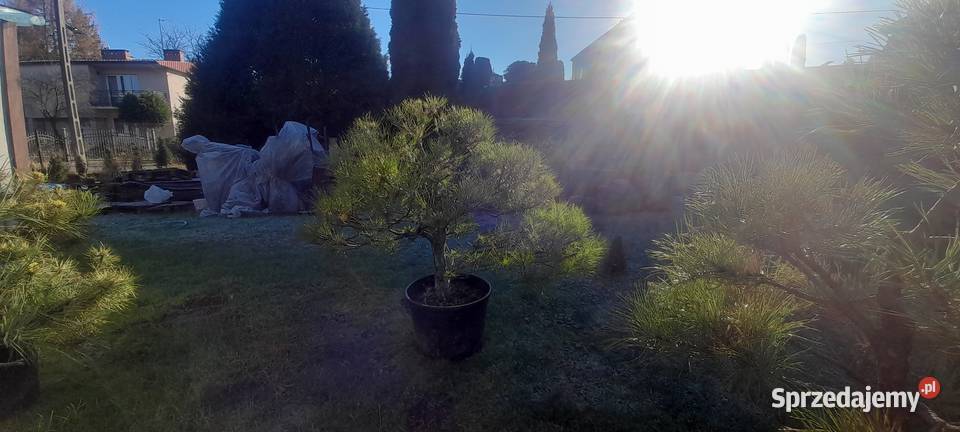 Sosna czarna prebonsai Bonsai Rośliny Nowy Sącz
