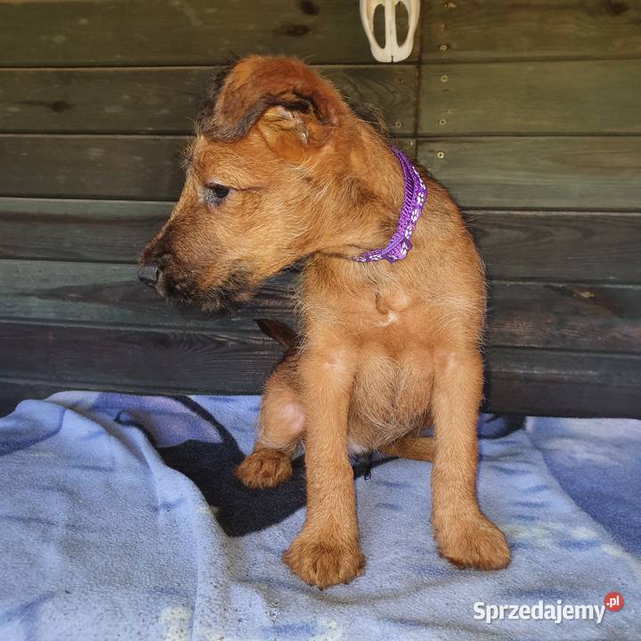 Terier irlandzki Zwierzęta