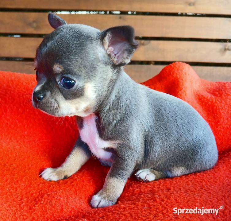 Piękne suczki chihuahua Płock sprzedam