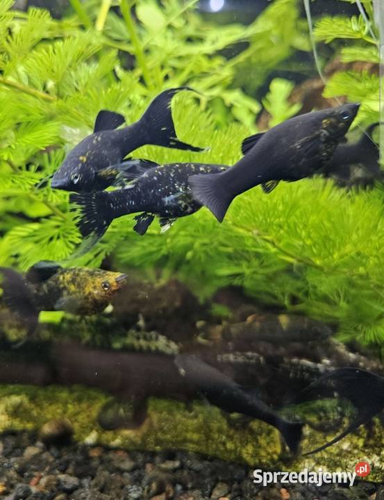 Molinezje bocja wspaniała bocja siatkowana pomorskie Pinczyn