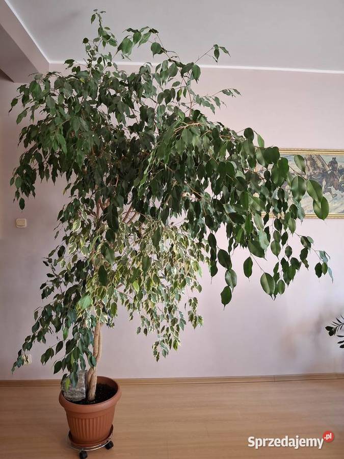 Fikus Beniamin zielony z pstrokaty Wrocław