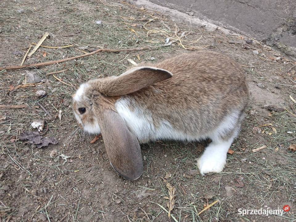 barany francuskie Rolnictwo Szczeblotowo