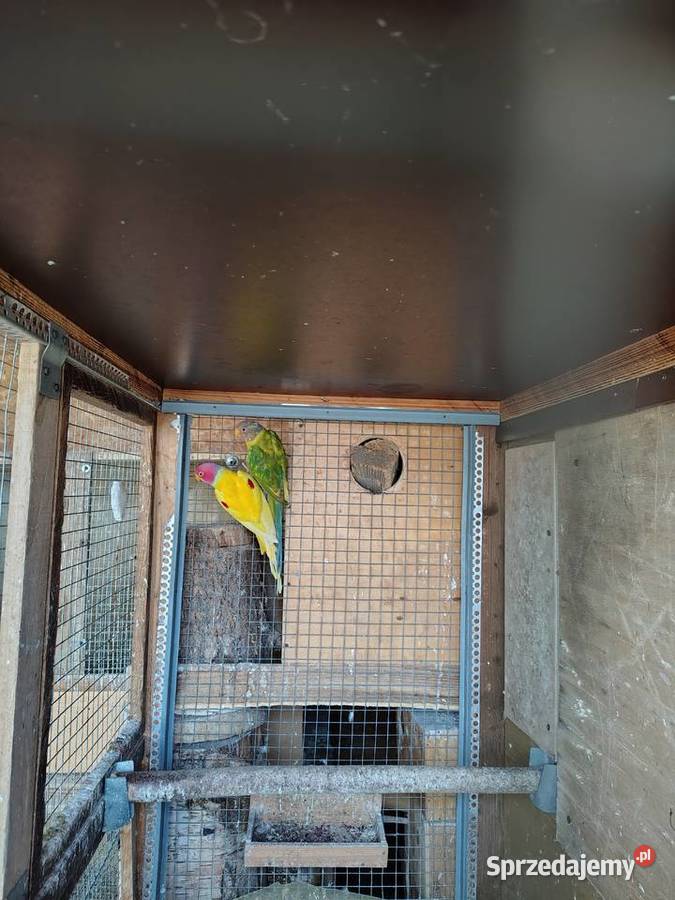 Aleksandretta Sliwoglowa