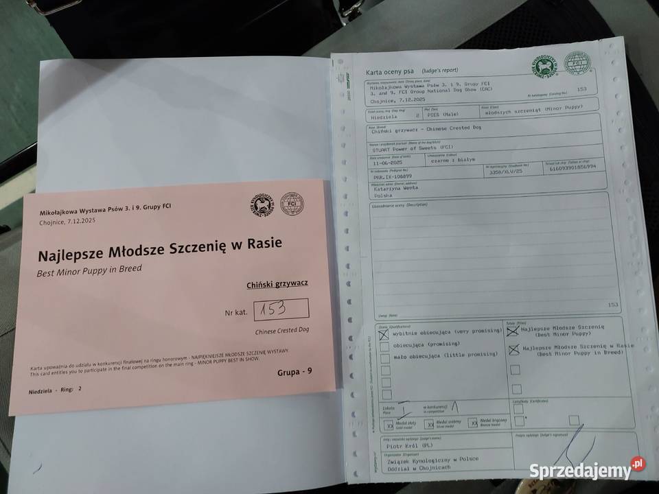 Chiński Grzywacz ZKwPFCI samiec THL Czarna Dąbrówka