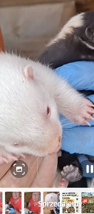 Skunks młody kolor cappuccino Stanisławice