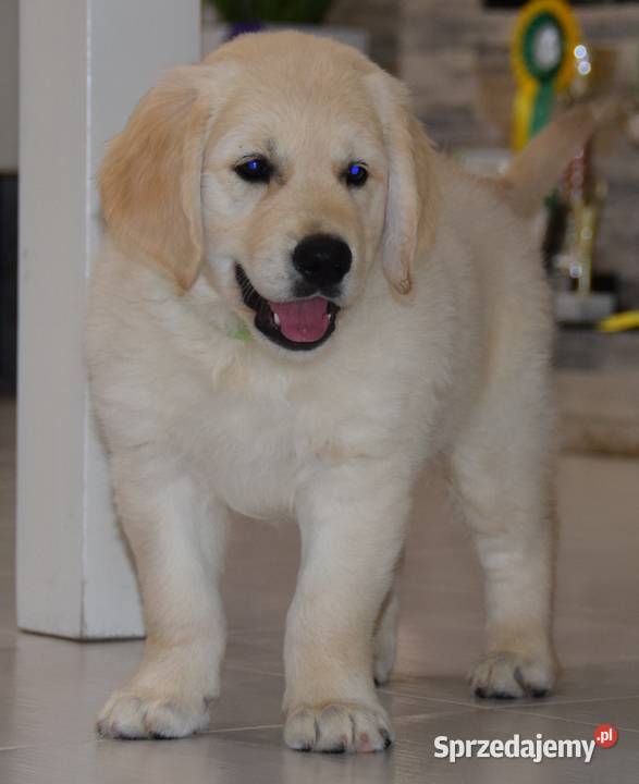 Szczenięta Golden Retriever ZKWP FCI Łochów sprzedam