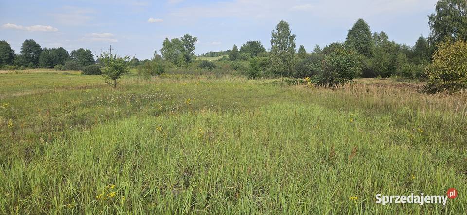 Udział 12 nieruchomości niezabudowanej Borowiec Sprzedaż świętokrzyskie Krasocin