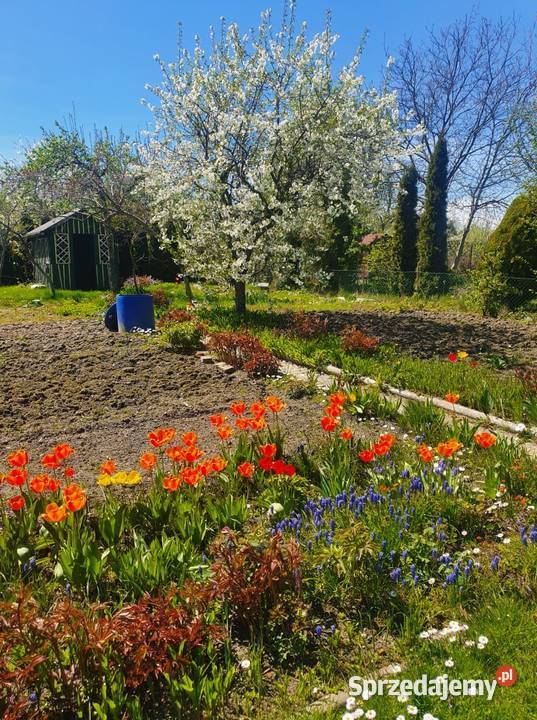 Działka ROD Oleśnica