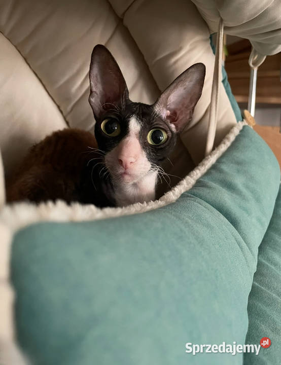 Cornish Rex dwie kotki pohodowlane płatna Żory