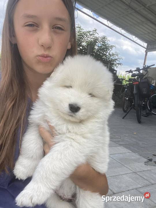 Sprzedam szczeniaczki samoyed piesek I suczka Bedlno sprzedam