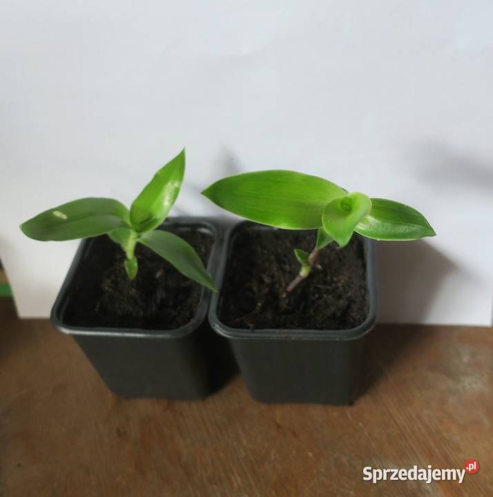 Złoty wąs Callisia Fragrans Pruszków