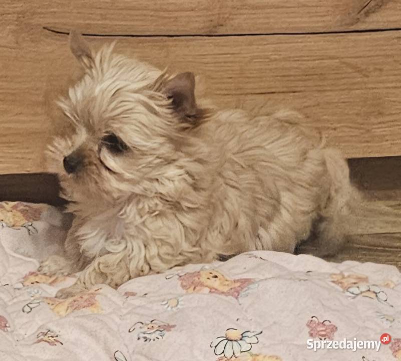 Yoreczka Przepiękna dziewczynka Golddust