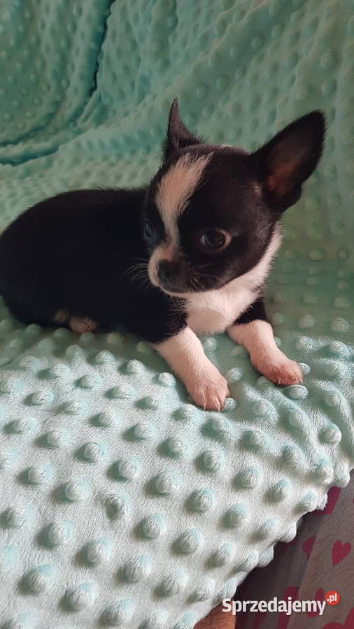 Śliczne szczeniaki chihuahua Płońsk