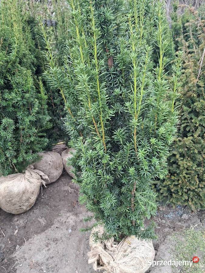 Szybkorosnący Gotowy Żywopłot Cis Hicksii Mszczonów sprzedam