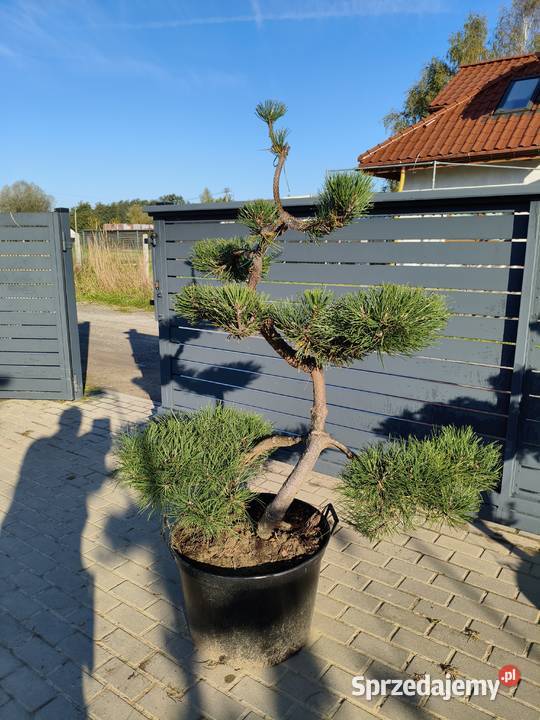 Drzewa i krzewy formowane do ogrodu SZKÓŁKA duży