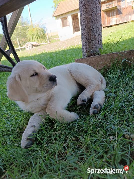 Sprzedam suczki rasy labrador z metryką Labrador Psy Grybów