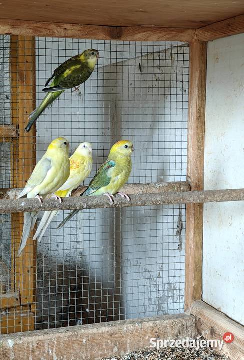 Sprzedam Konury brazylijskie i świergotki Tarchały Wielkie