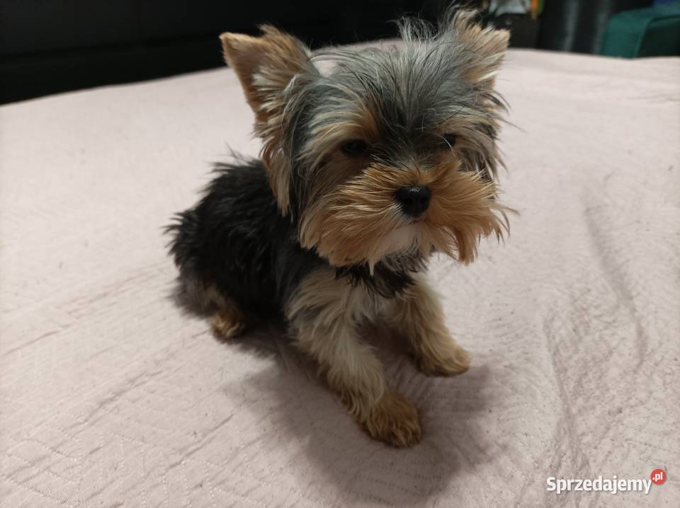 Mini sunia york terrier sprzedam