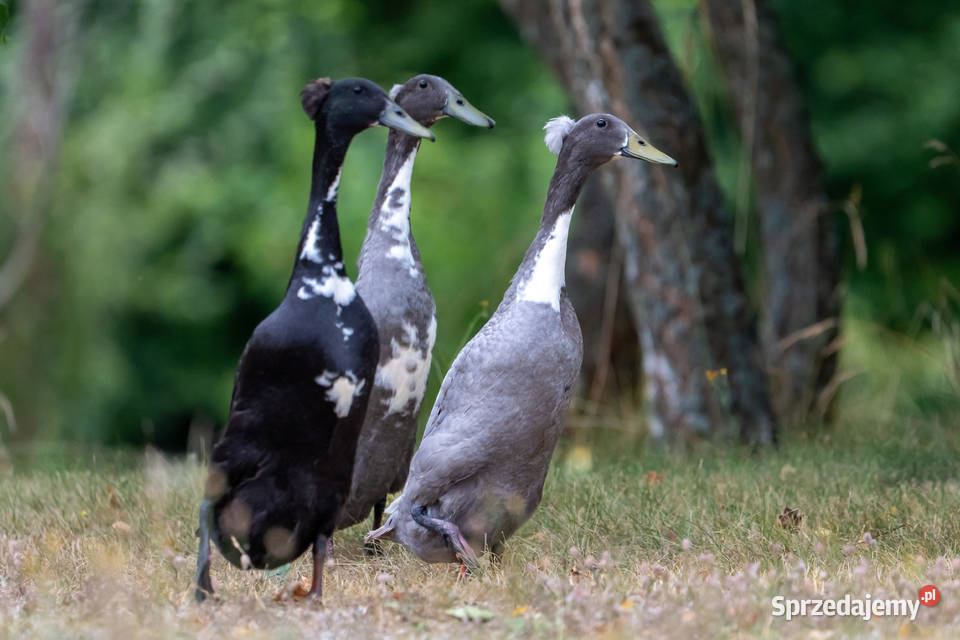 Jaja lęgowe kaczek biegusów z czubem Drób i ptactwo Lisewiec