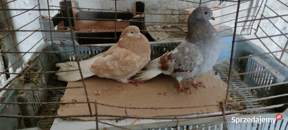 Sprzedam orliki lubelskie Tokarówka sprzedam