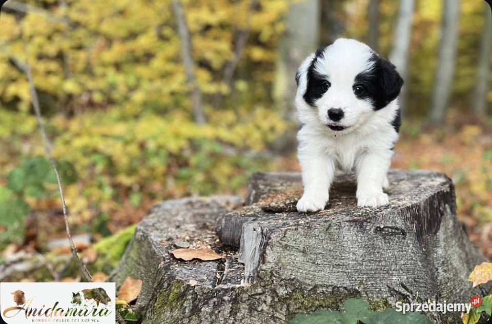 Border collie ZKwPFCI szczenięta małopolskie Kraków