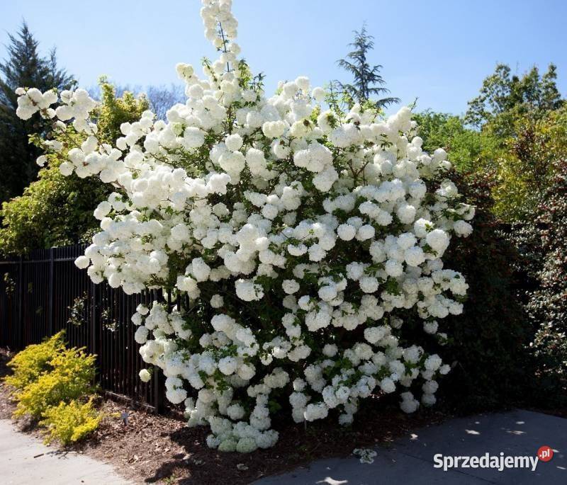 Kalina koralowa Viburnum opulus 3050 donica 2 l sprzedam