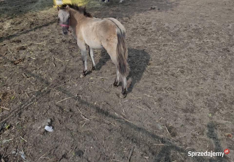 Konik polski klacz Konie Zawiercie